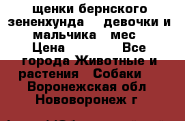 щенки бернского зененхунда. 2 девочки и 2 мальчика(2 мес.) › Цена ­ 22 000 - Все города Животные и растения » Собаки   . Воронежская обл.,Нововоронеж г.